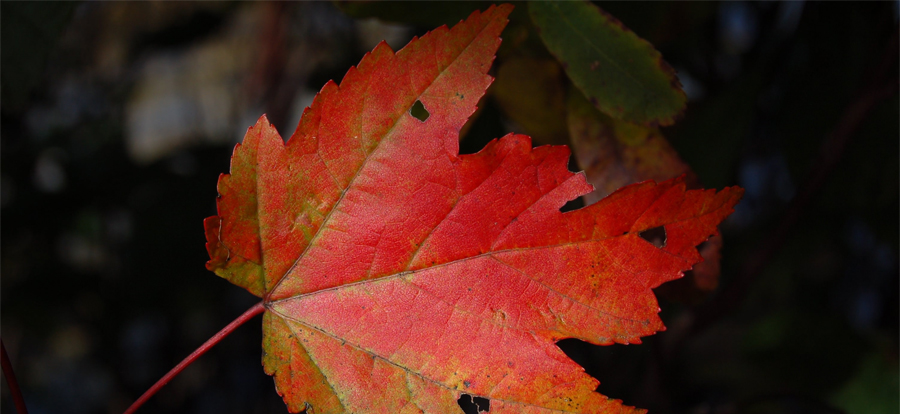 autumn leaf