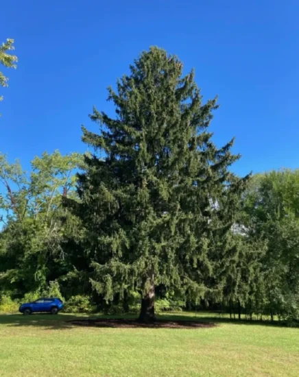 Rockefeller Tree 2022
