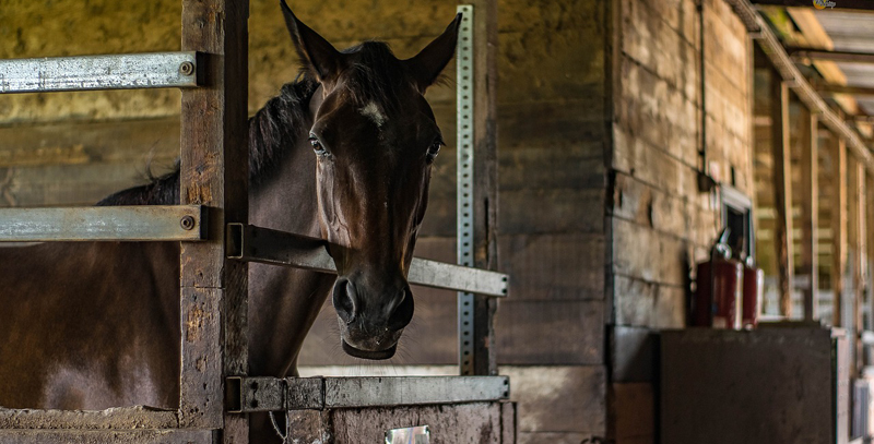 Horseback Riding Near Queensbury NY