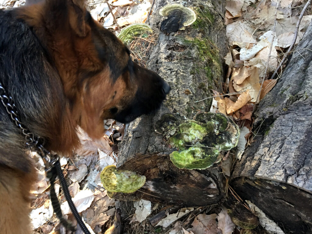 dog sniffing outdoors