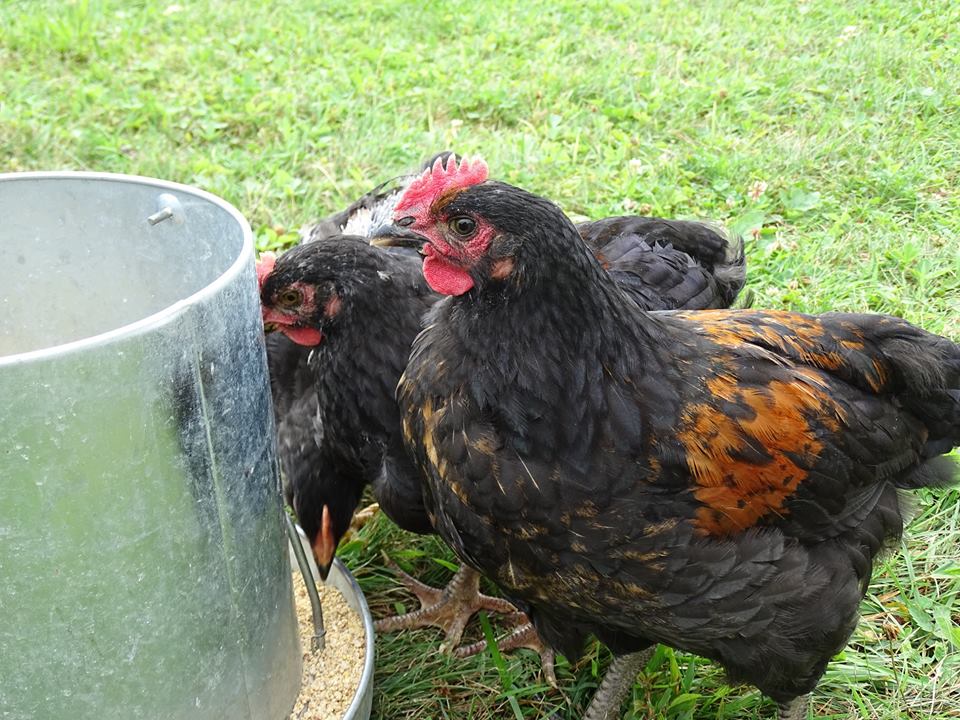 Cornell Cooperative Extension of Warren County NY