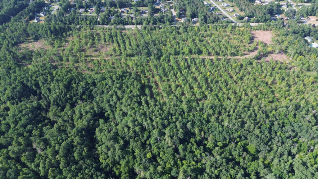 Potter Woods
